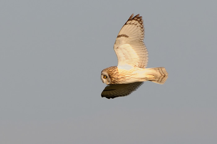 15.jpg - Velduil (Short-eared Owl, Asio Flammeus). Uitkerkse polders. 2/02/2008. Copyright: Joris Everaert. Nikon D300, Sigma APO 500mm f4.5 EX DG HSM